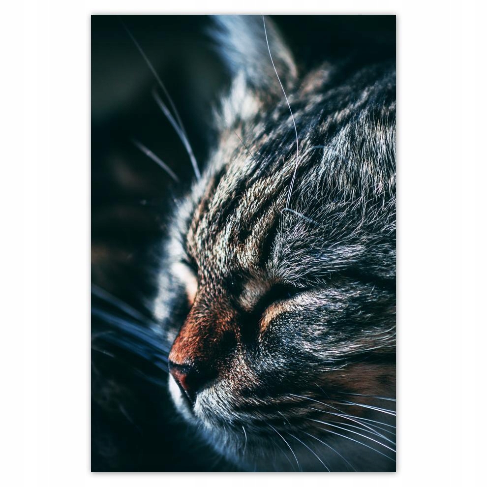 

Plakat 62x93 Kotek Kotki Koty Kicia