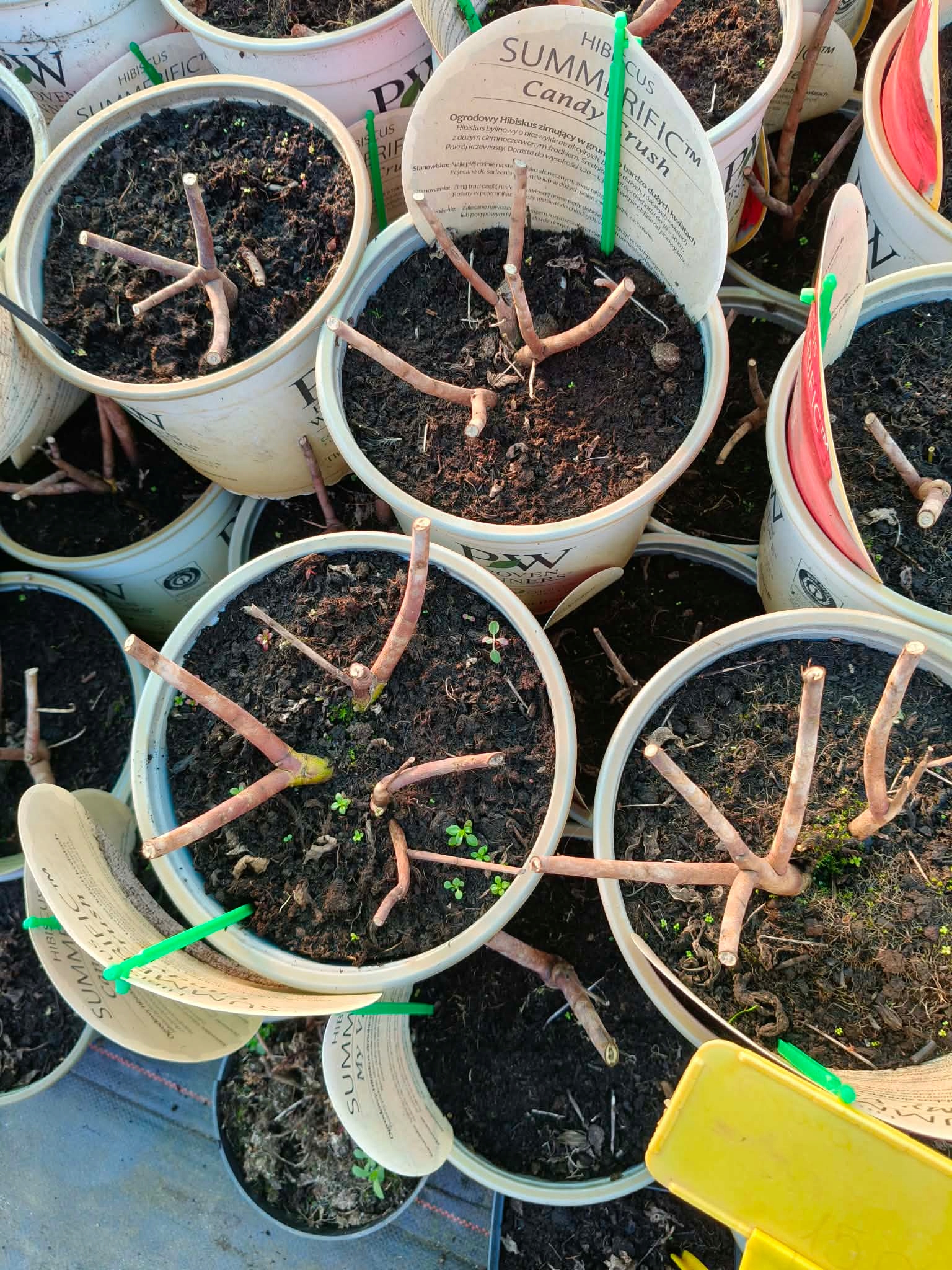 Hibiskus bagienny HOLY GRAIL Sadzonka 5l Rodzaj rośliny Inny