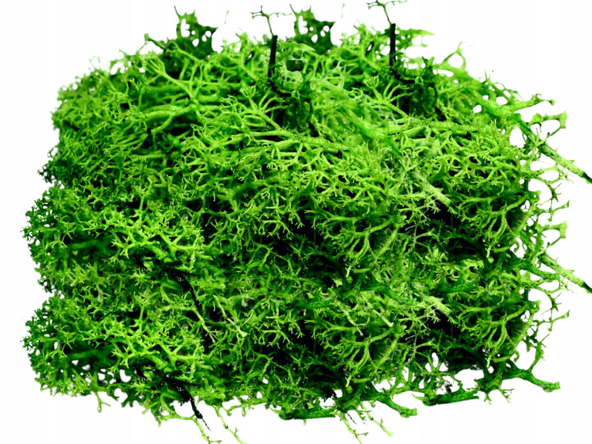 

Chrobotek reniferowy Mech ozdobny Zielony 250g