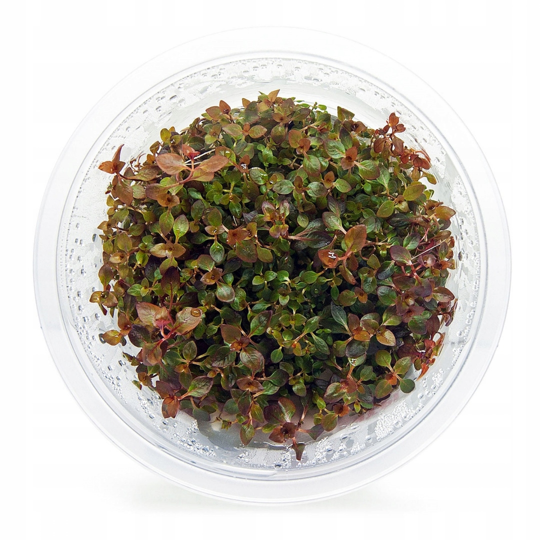 Ludwigia Mini sp. Super Red in vitro kubek 10cm