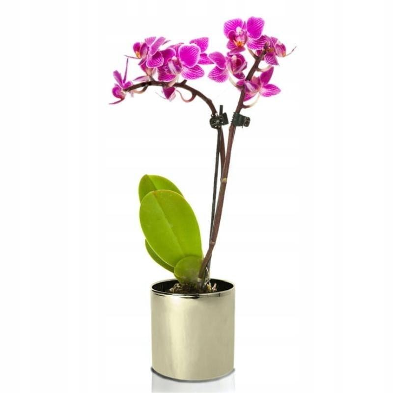 DONICZKA PREMIUM WALEC ZŁOTA 8x8CM ŚREDNICA GOLD Wysokość produktu 8 cm