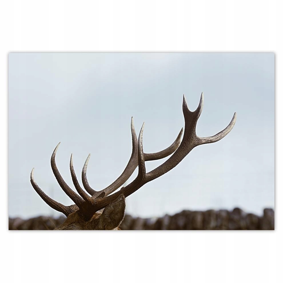 

Plakat 93x62 Jeleń Jelenie Rogacz