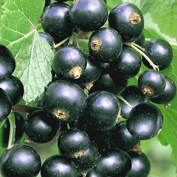 PORZECZKA CZARNA TITANIA – KRÓLOWA PLONÓW I ODPORNOŚCI! IDEALNA DO OGRODU