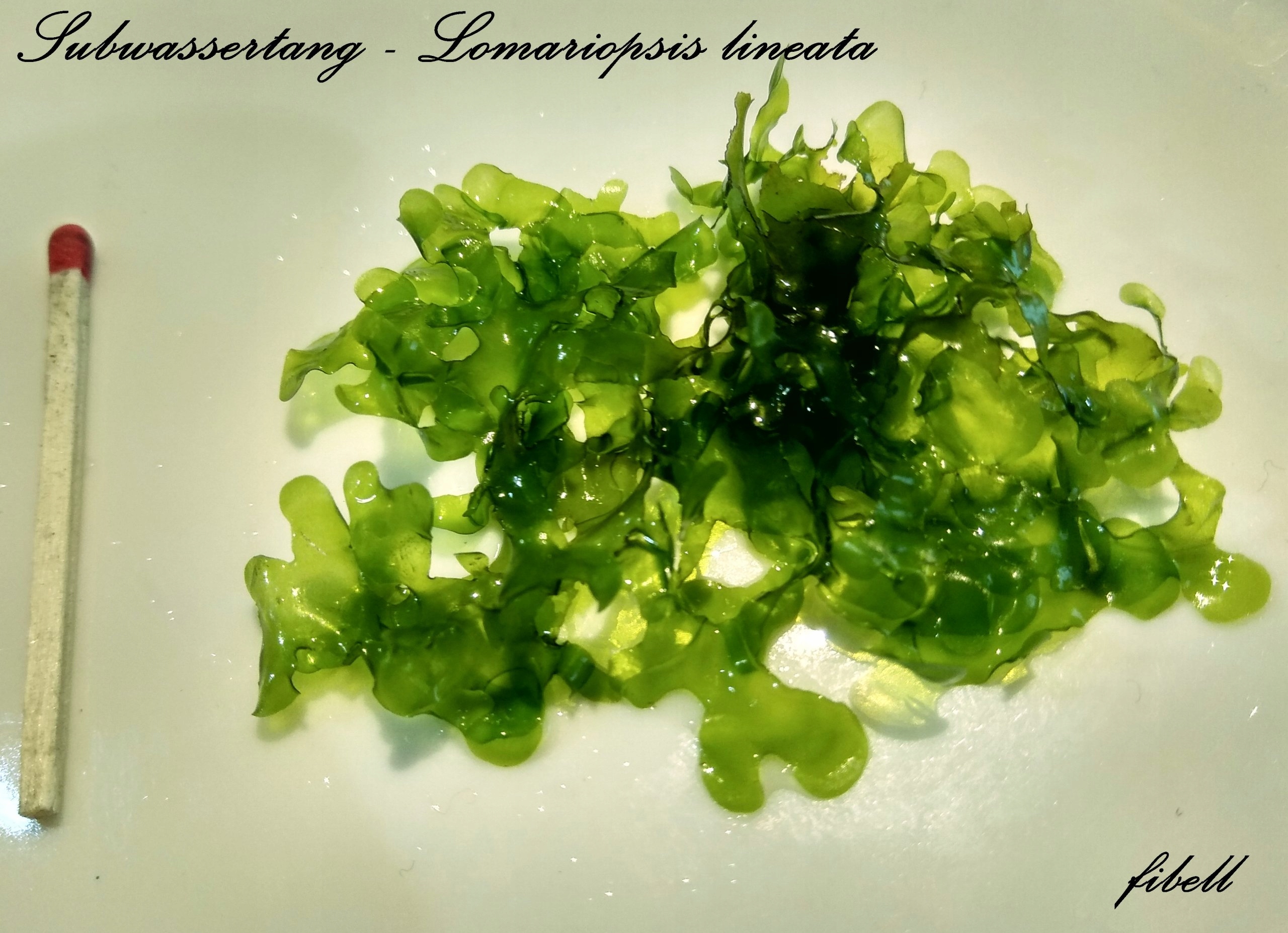 Subwassertang Lomariopsis Lineataod fibell