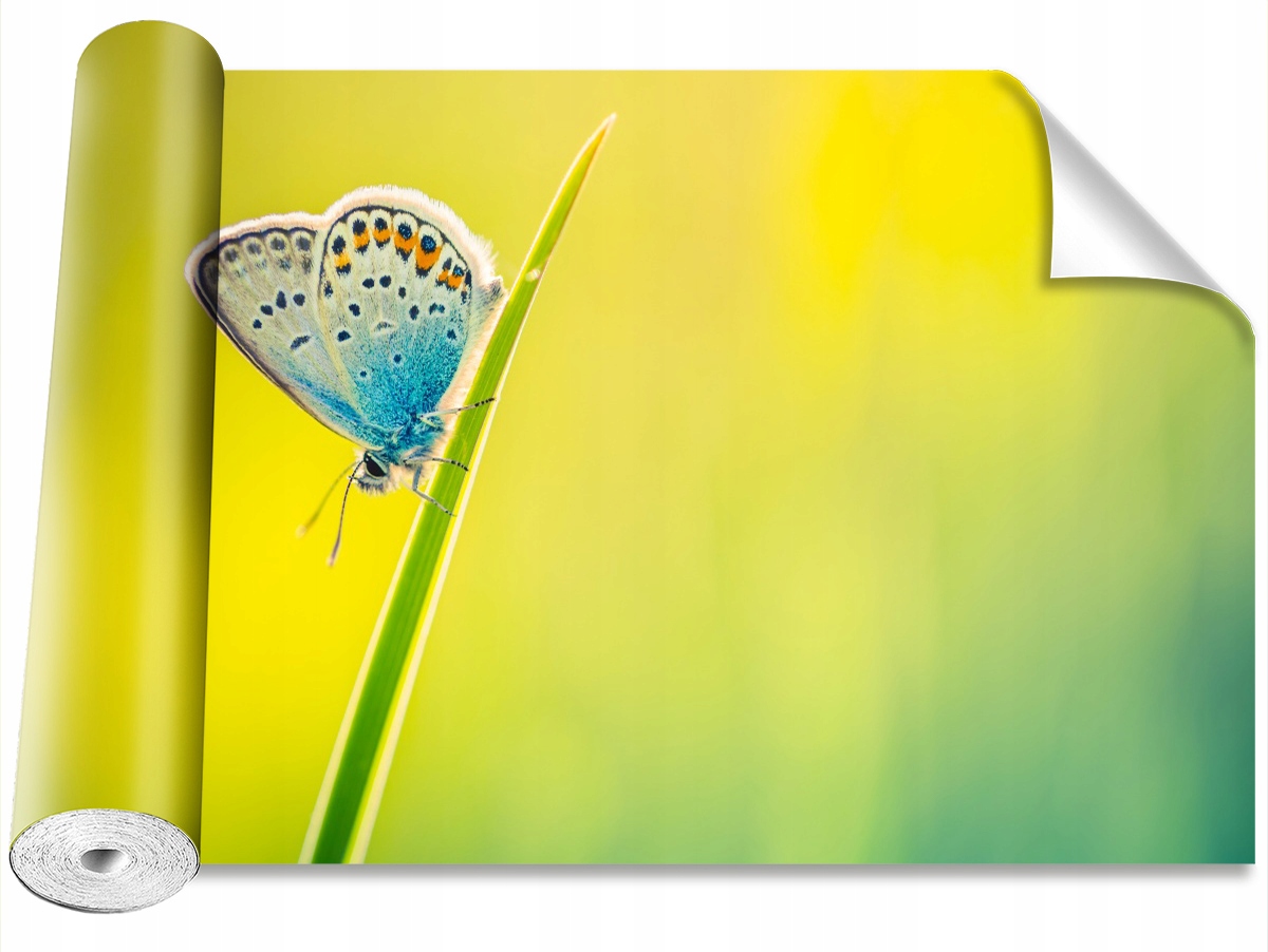 

Tapeta Samoprzylepna MagicStick Motyl - 312x219