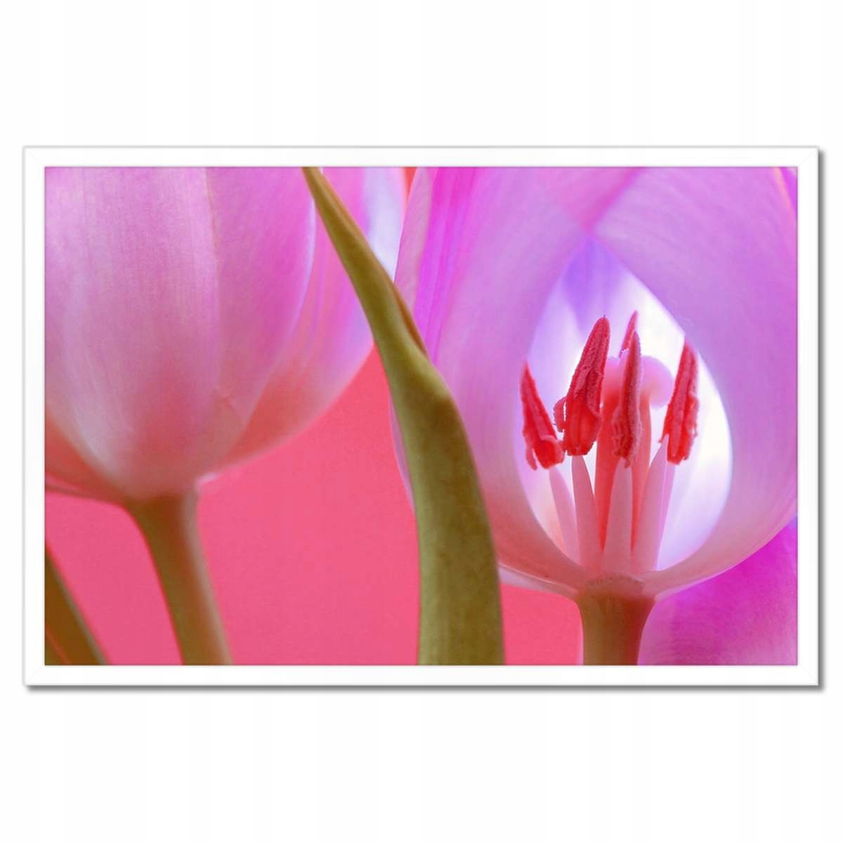 Plakáty v rámu 60x40 Růžový tulipán