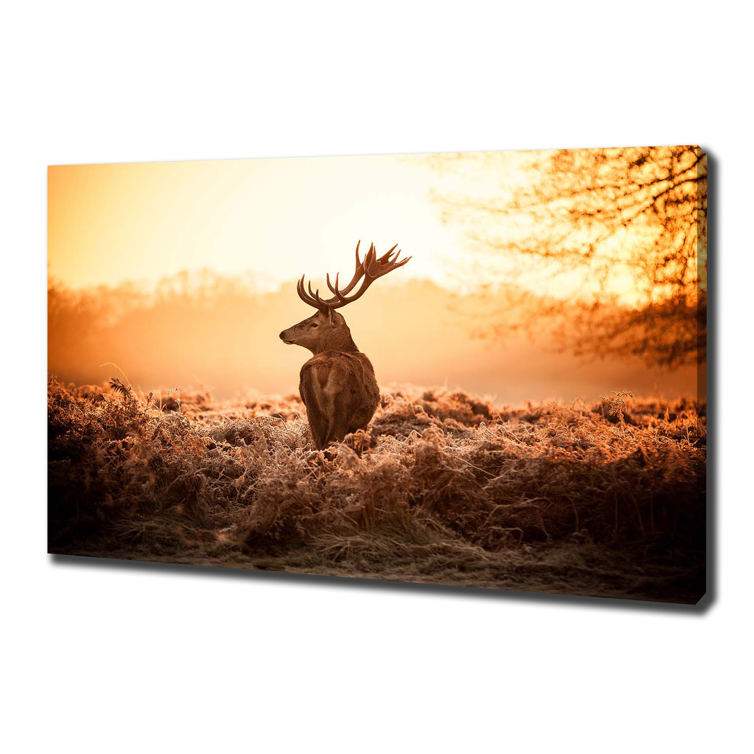 

Foto obraz na płótnie Jeleń wschód słońca 100x70cm