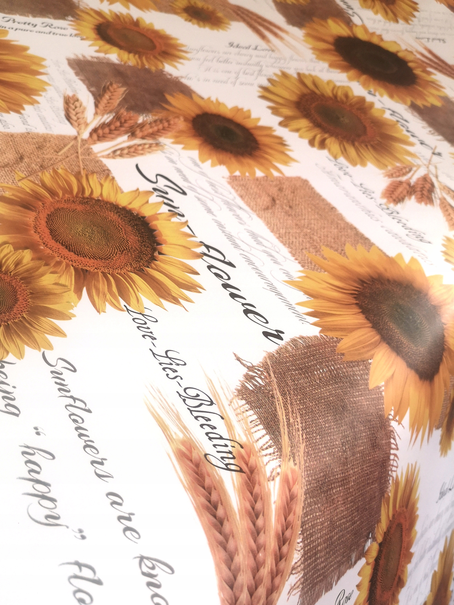 

Piękna gruba cerata Słoneczniki