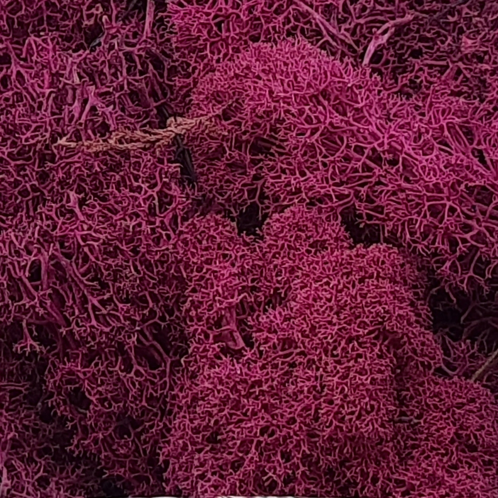 

Mech naturalny Fuksja dekoracyjny do lasu w słoiku