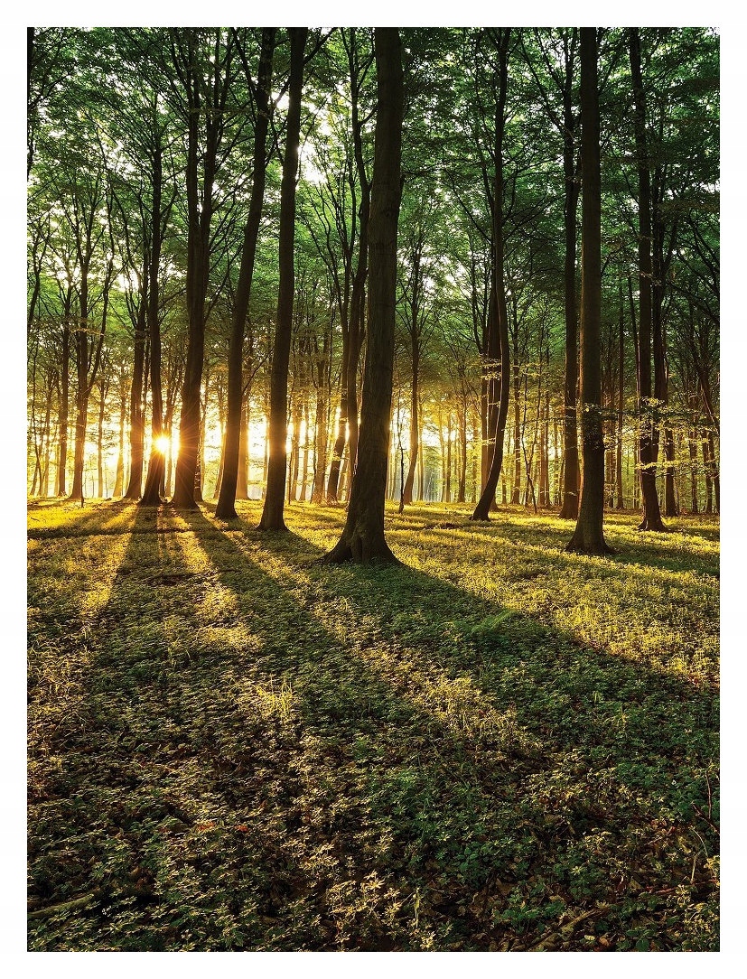 Fototapeta Les Slunečné ráno v lese přírodní krajina 184x254 lepidlo
