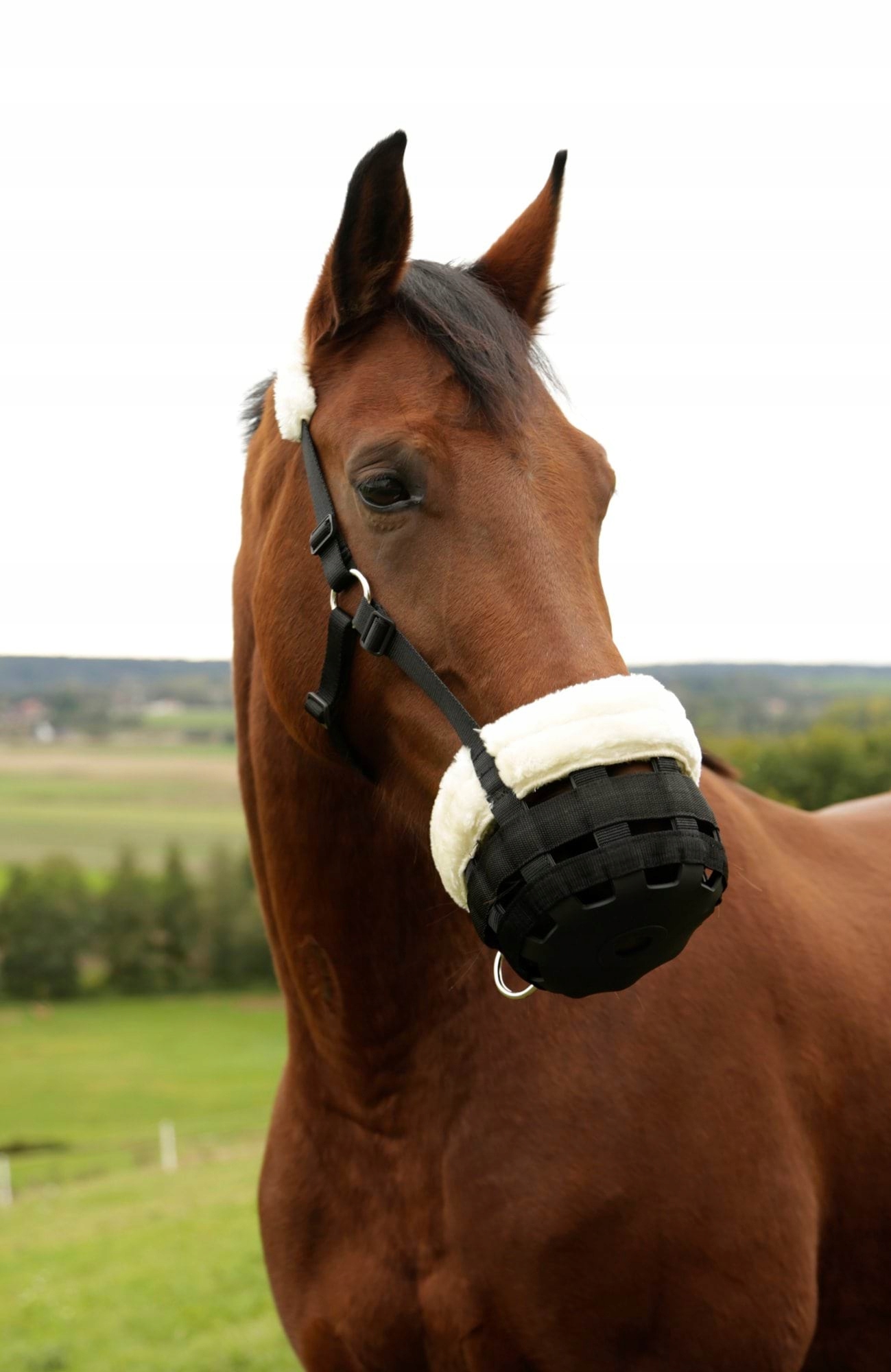 Kaganiec dla konia Teddy Fleece, czarny, roz. Pony, Covalliero Marka Covalliero