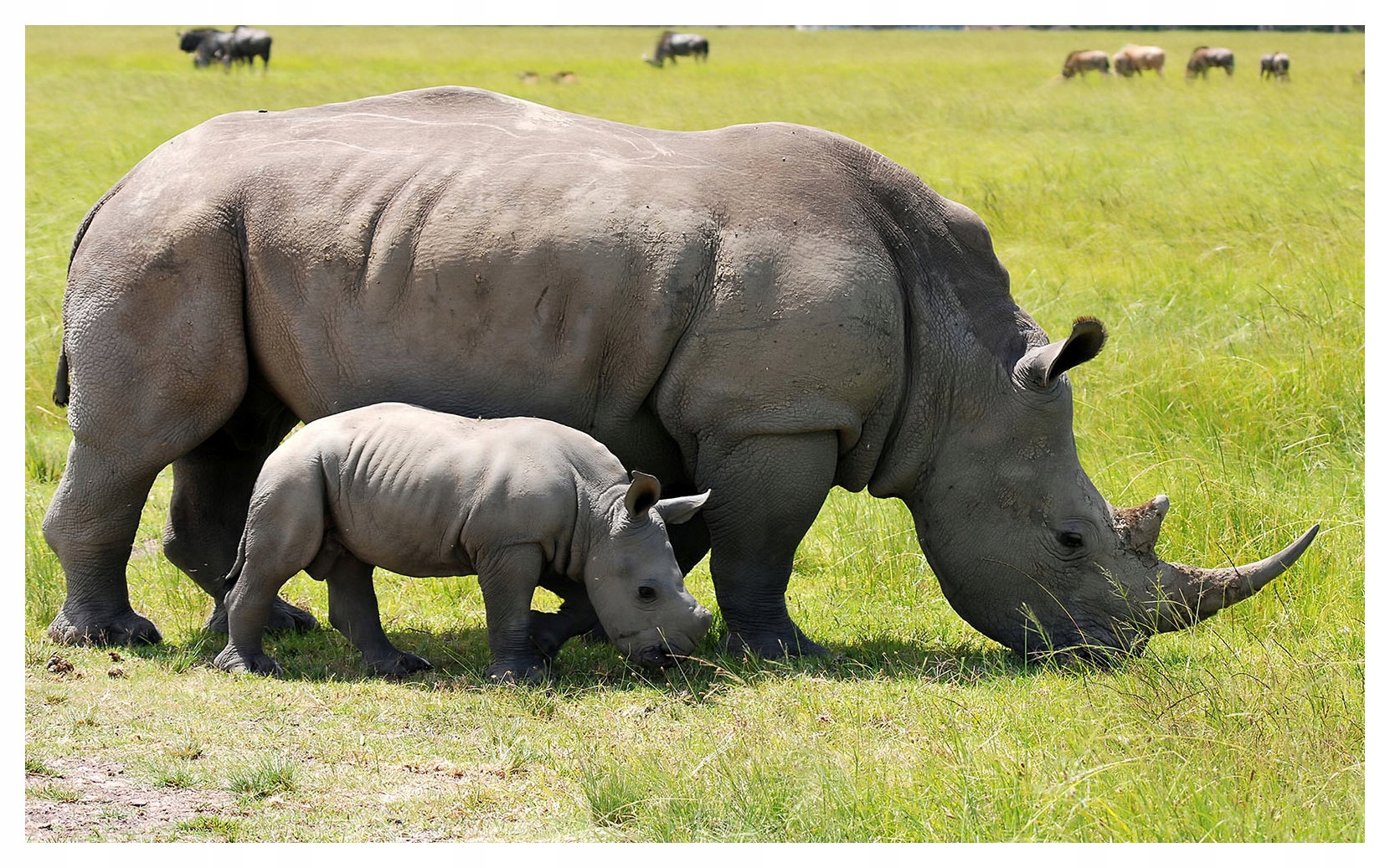 Fototapeta Nosorožce Africká vinylová príroda 254x184 lepidlo