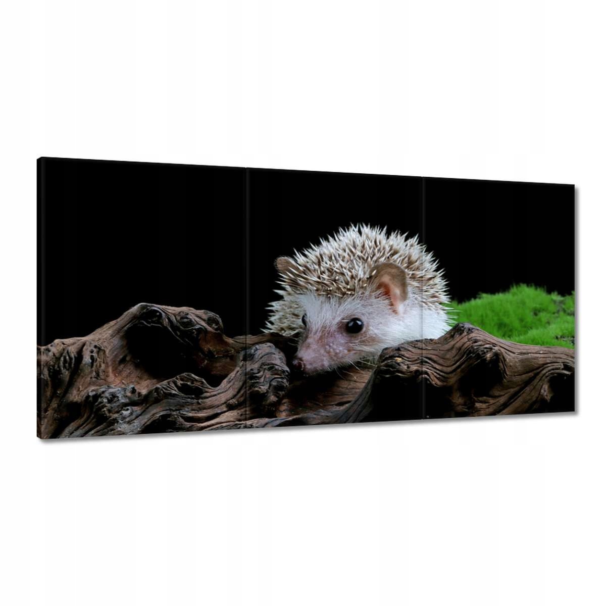 Obrazy 180x90 Ježko na zelený mach