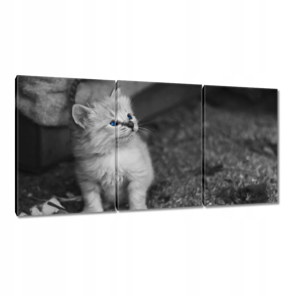 

Obrazy 120x60 Sympatyczny kotek koty