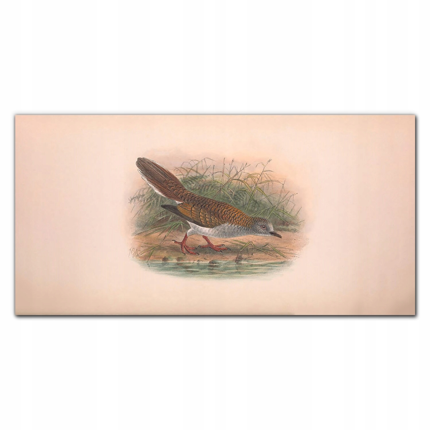 Obraz na plátne Vtáky zvieratá kresba 140x70 cm