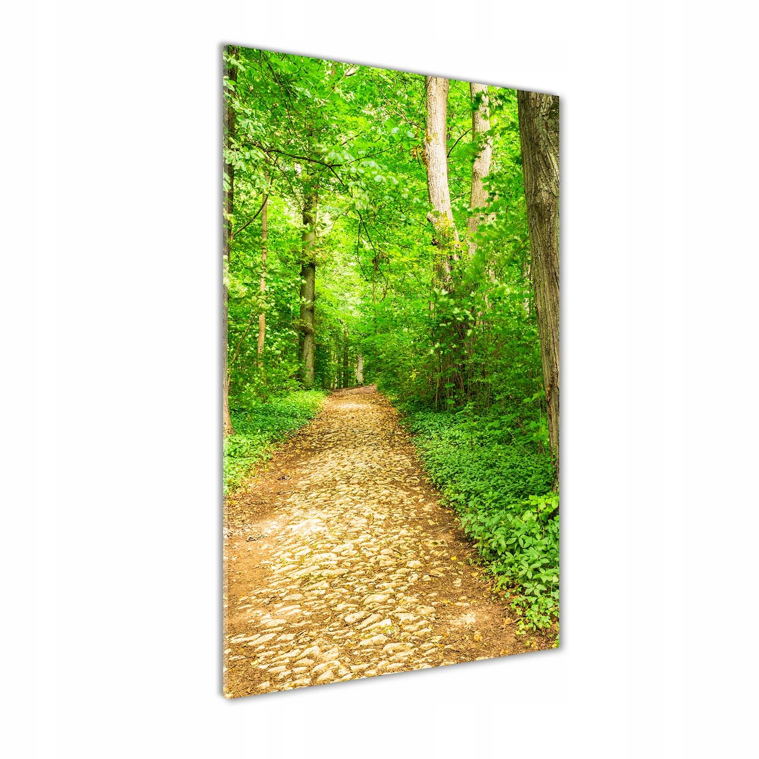 

Foto obraz szkło akrylowe Ścieżka w lesie 70x140cm