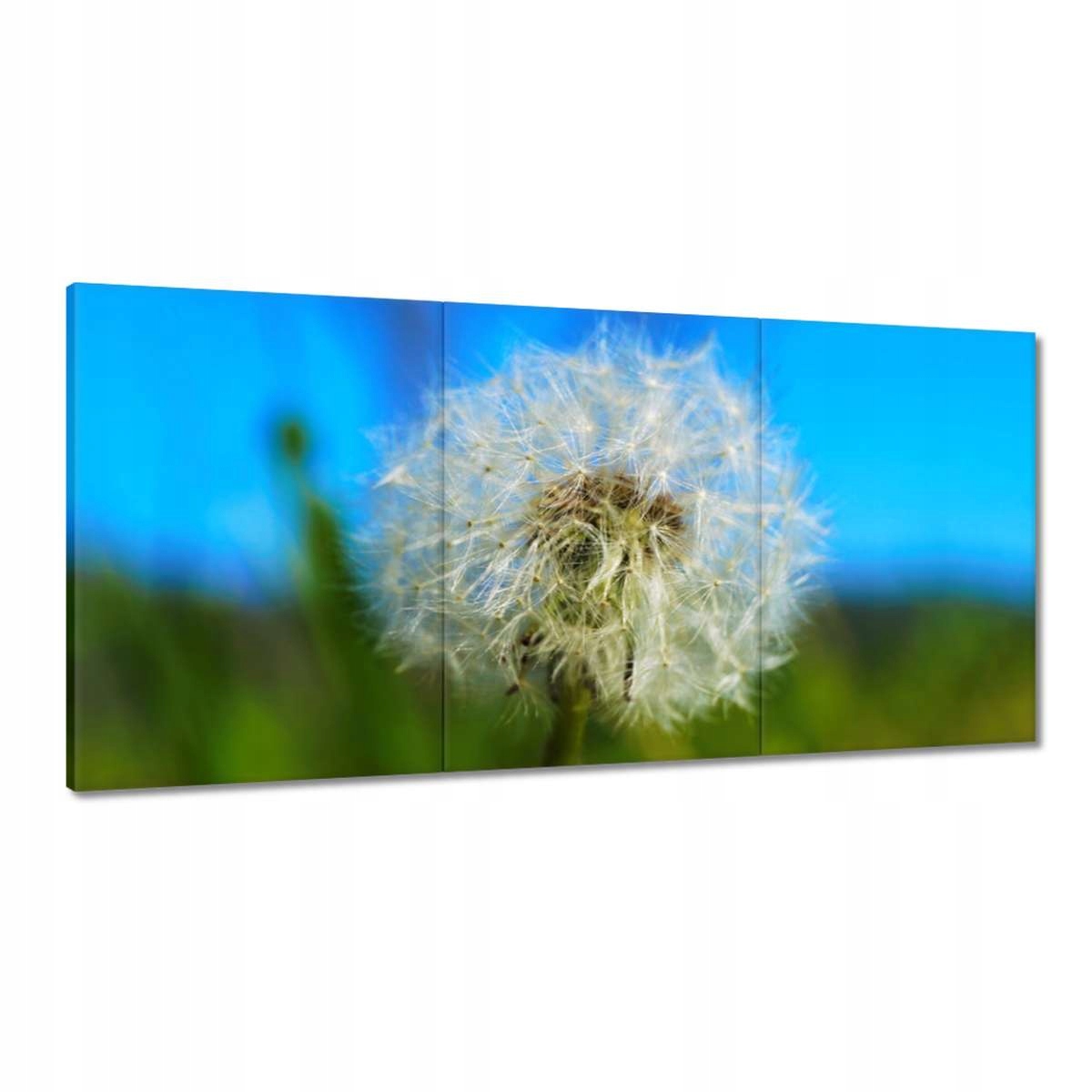 Obrazy 180x90 Púpava Kvet Kvety