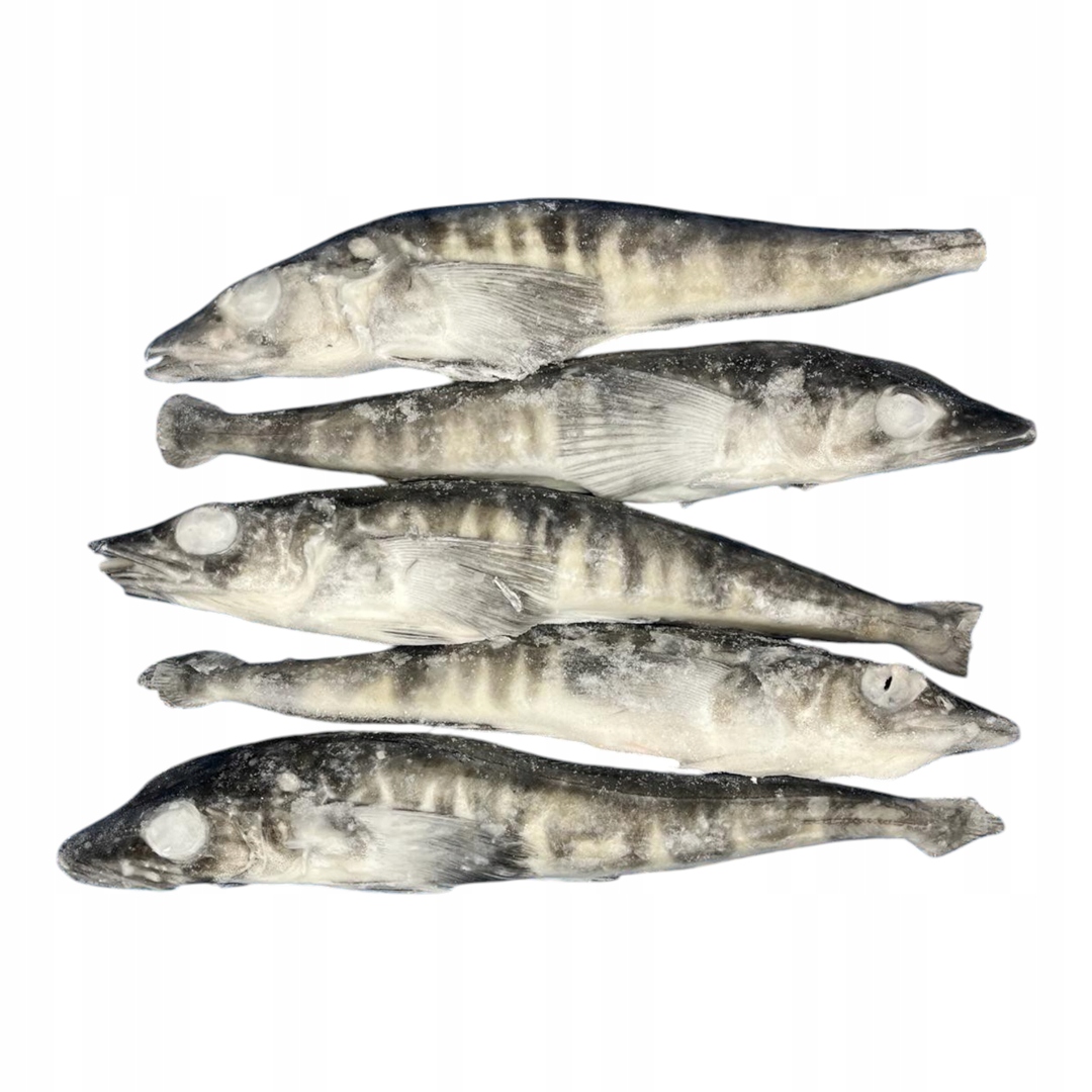 Kergulena Cała Z Głową 2kg Mrożona Dzika Ryba