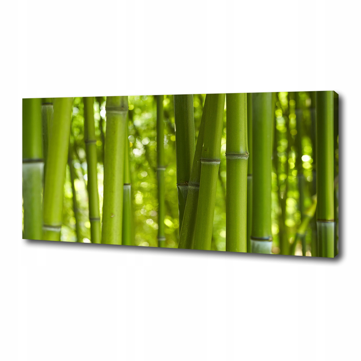 

Foto obraz duży canvas na ścianę Bambus 125x50 cm