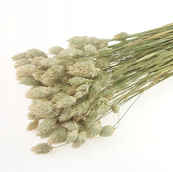 

Kanar Naturalny Phalaris trawa ozdobna suszki eko