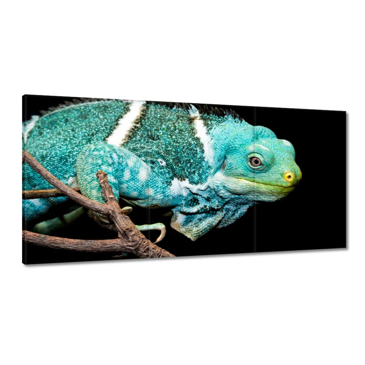 Obrazy 180x90 Kameleon Jašterica