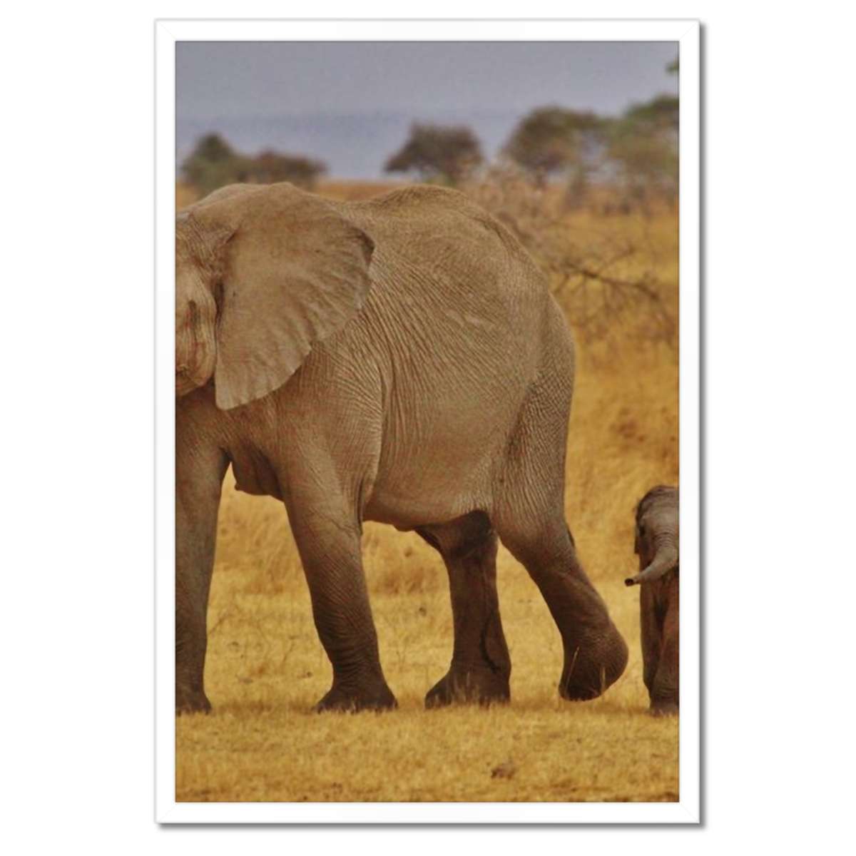 Plakáty v rámu 40x60 Slon s matkou