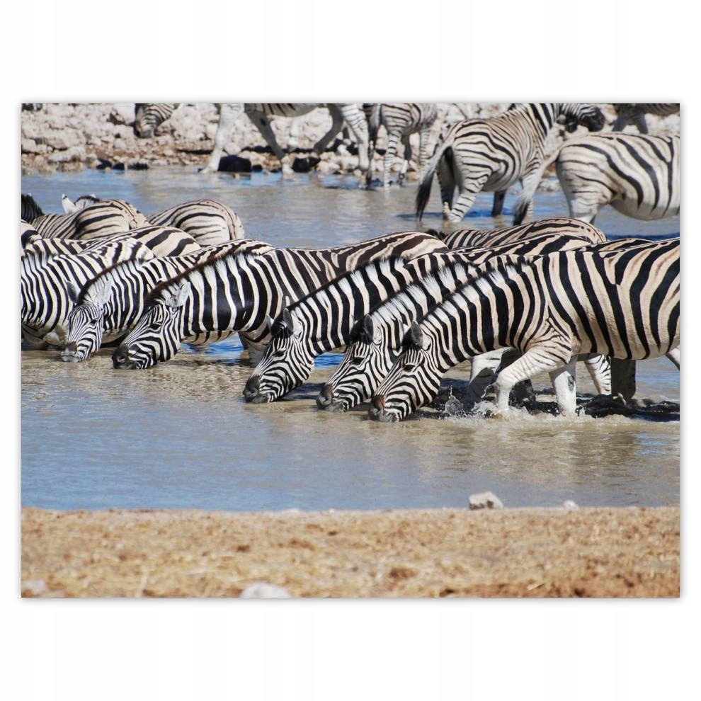 

Plakat 40x30 Zebry przy wodopoju