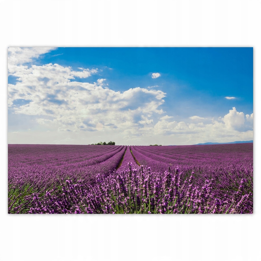 

Fototapety flizelina 104x70 Pole lawendy Lawenda