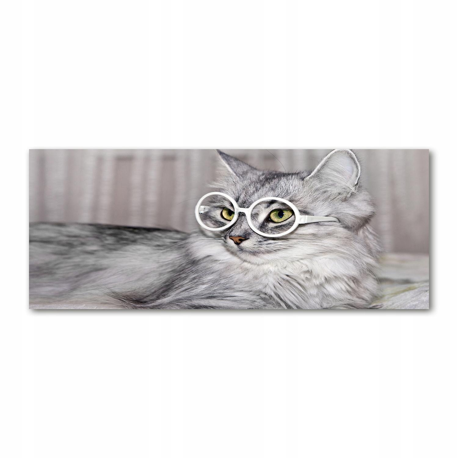 

Foto obraz akryl zdjęcie Kot w okularach 125x50 cm