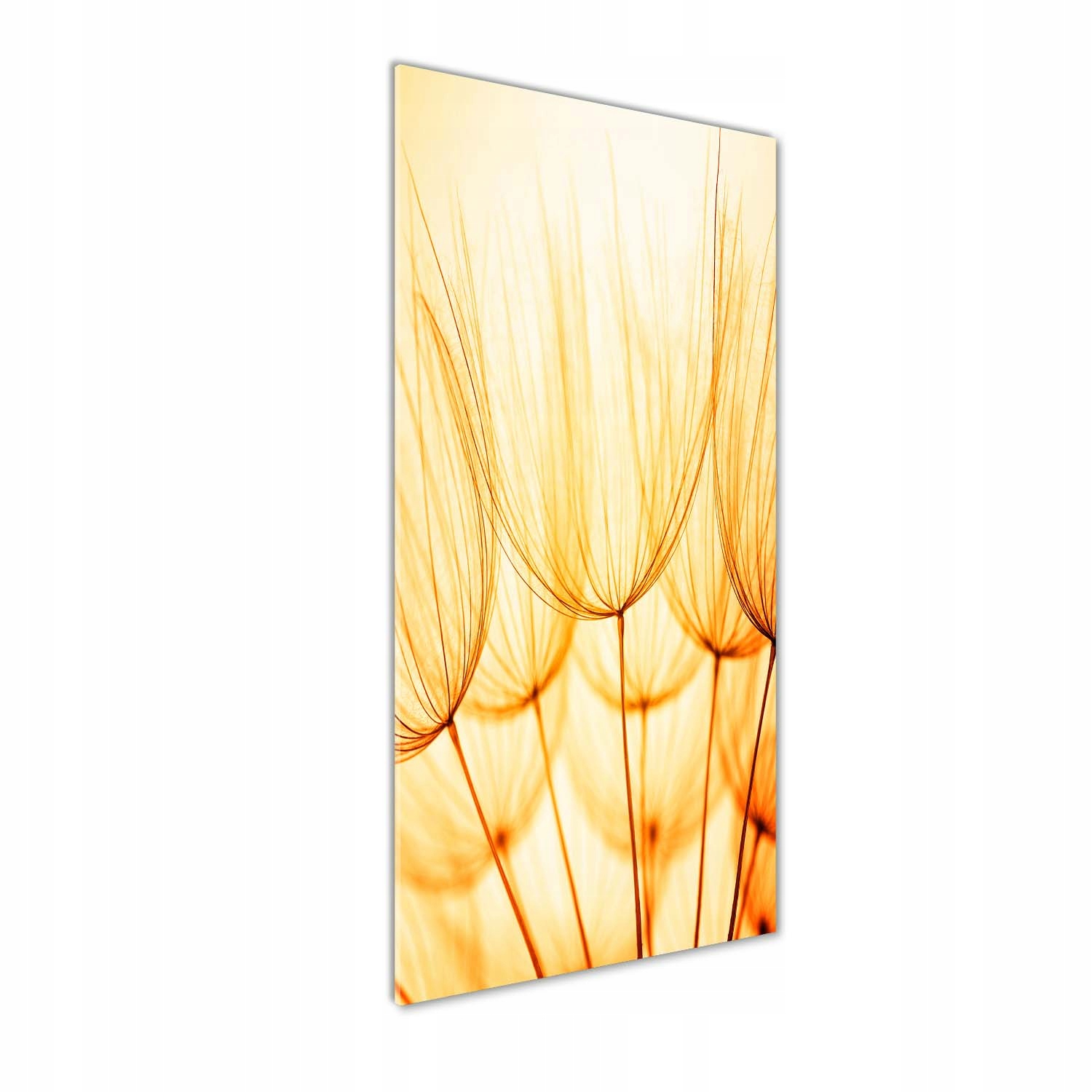 

Foto obraz akrylowy Nasiona dmuchawca 50x125 cm
