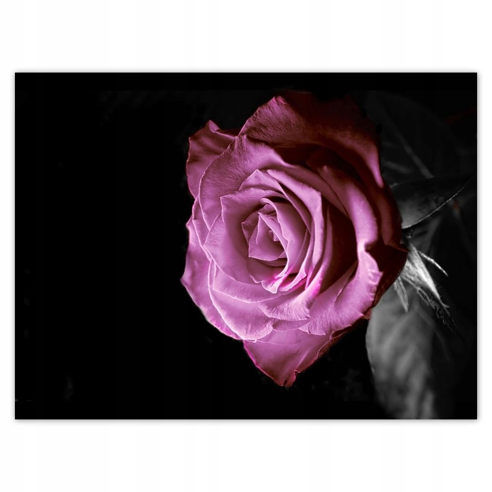 

Plakat 40x30 Fioletowa róża