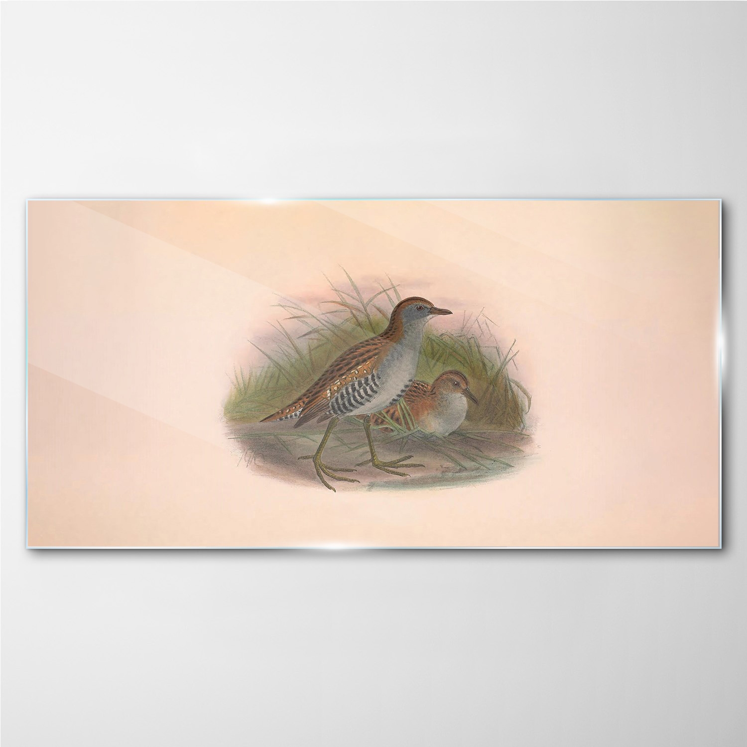 

Obraz szklany na ścianę Ptaki zwierzęta 100x50 cm