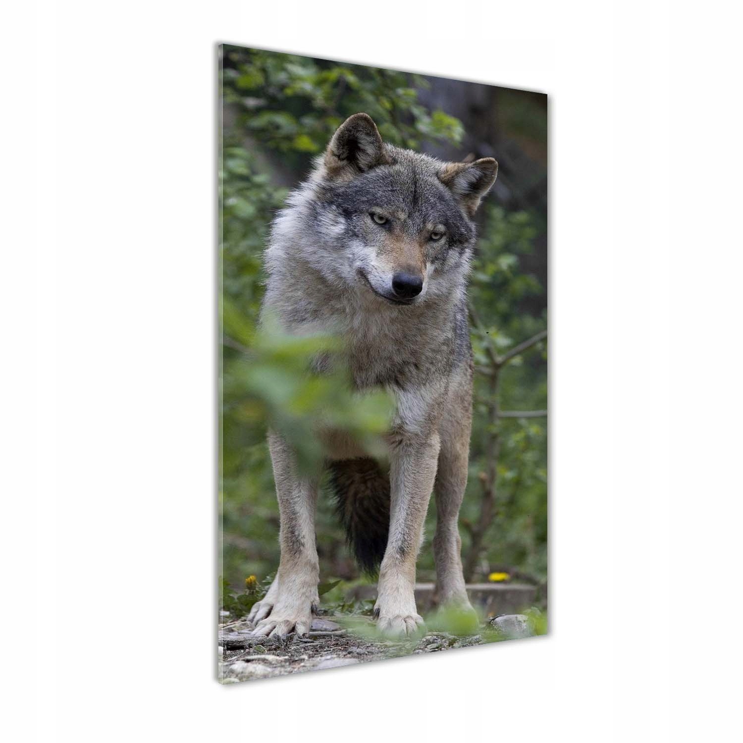 

Nowoczesny fotoobraz akrylowy Wilk w lesie 70x140