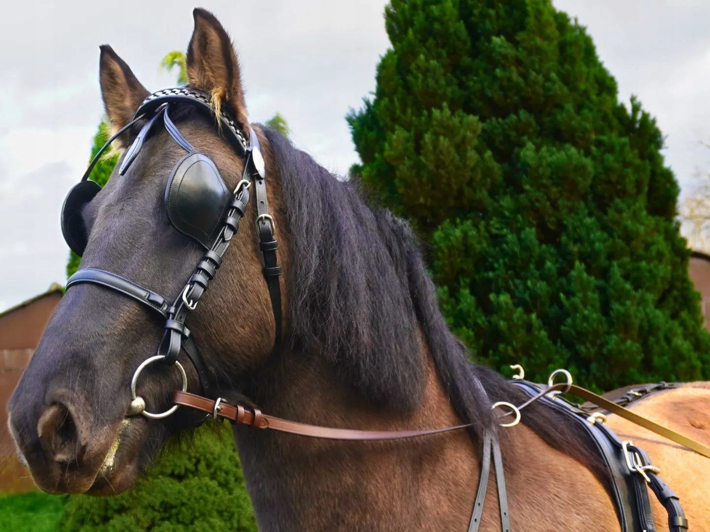 Kožený Postroj pro pár koní Balotade Morgan Pro pár poníků