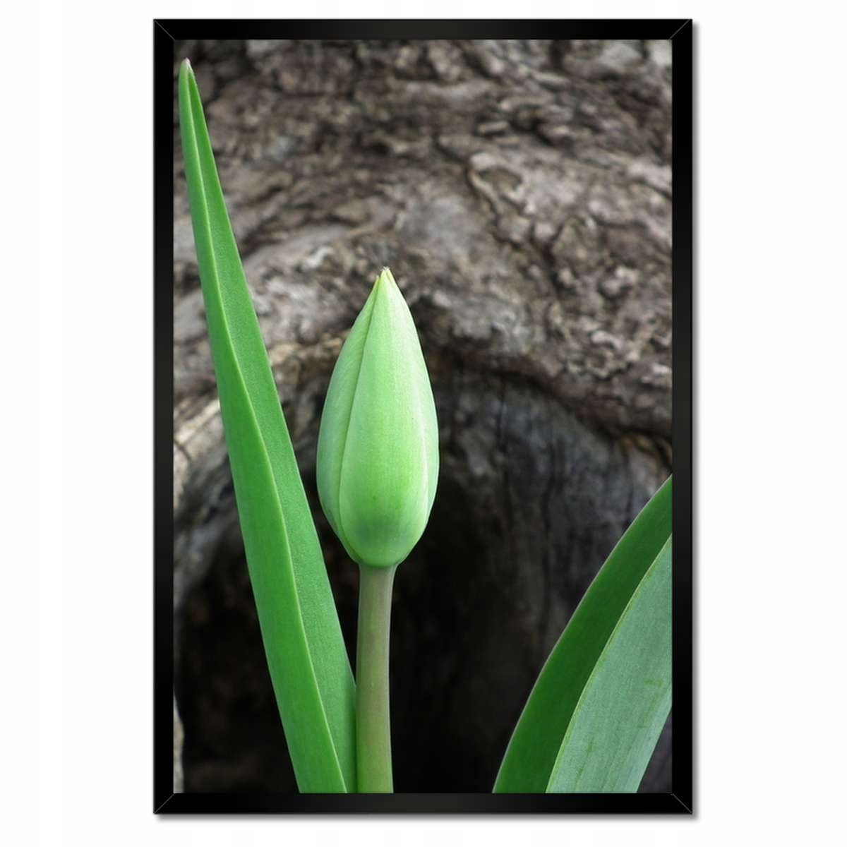 Plakáty v rámu 40x60 Zelený tulipán