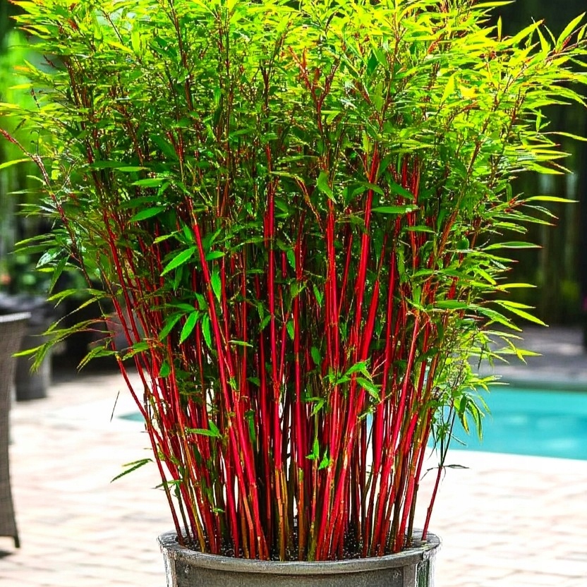 Fargesia Red Dragon-красные стебли плотный садовый бамбук морозостойкий