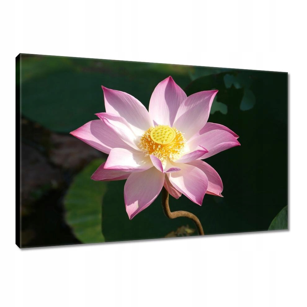 

Obrazy 90x60 Lotos Kwiat lotosu