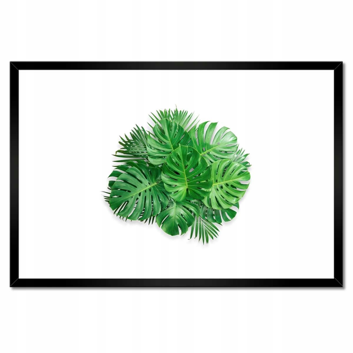 Plakáty v rámu 60x40 Monstera děravé Listy