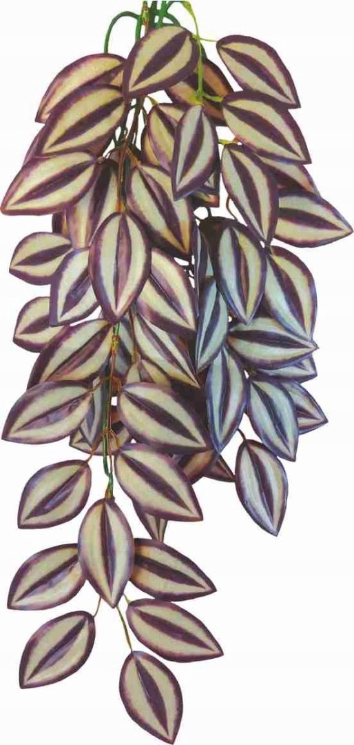 Levně Rostlina do terária Tradescantia Zebrina Happet
