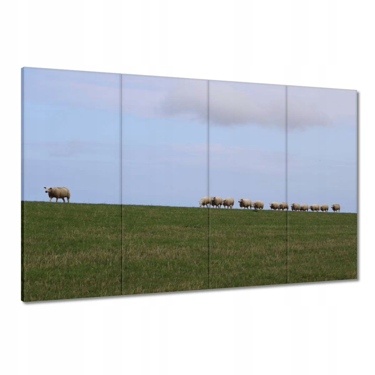 Obrazy 120x80 Vypasování ovcí Ovečky Ovce