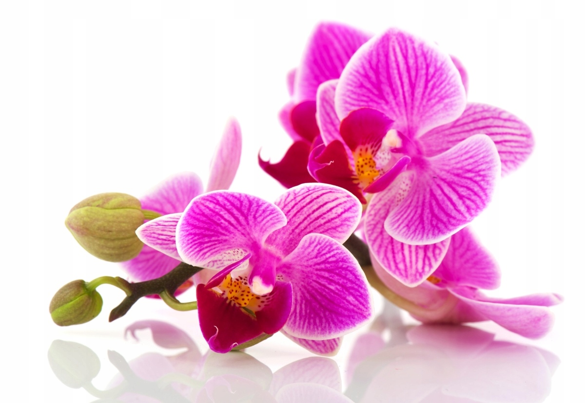 

Fototapeta Flizelinowa Kwiaty orchidei 152x104