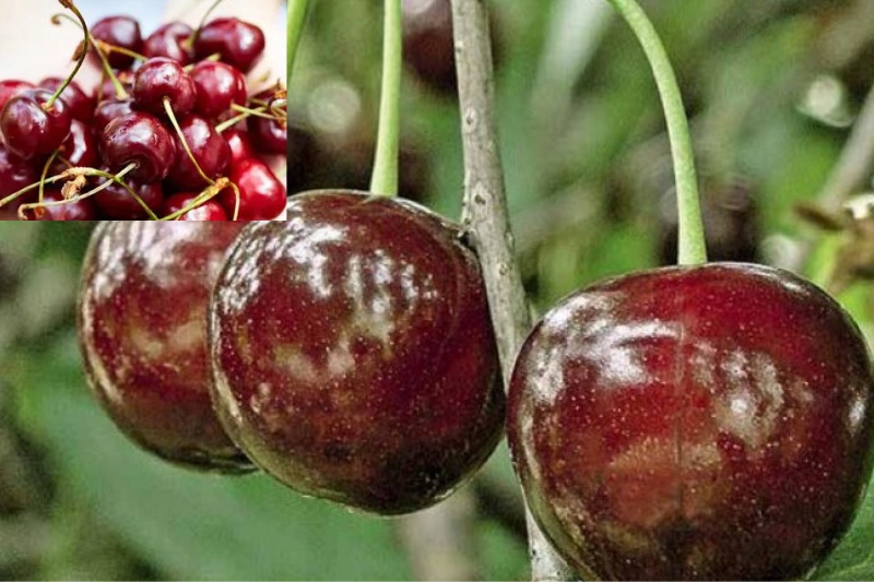 Czereśnia kolumnowa- samopylna-1202 Nazwa łacińska prunus avium