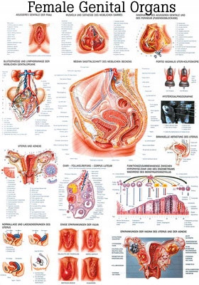 Plakat tablica anatomiczna Narząd Rozrodczy Kobiety 70x100 cm angielski