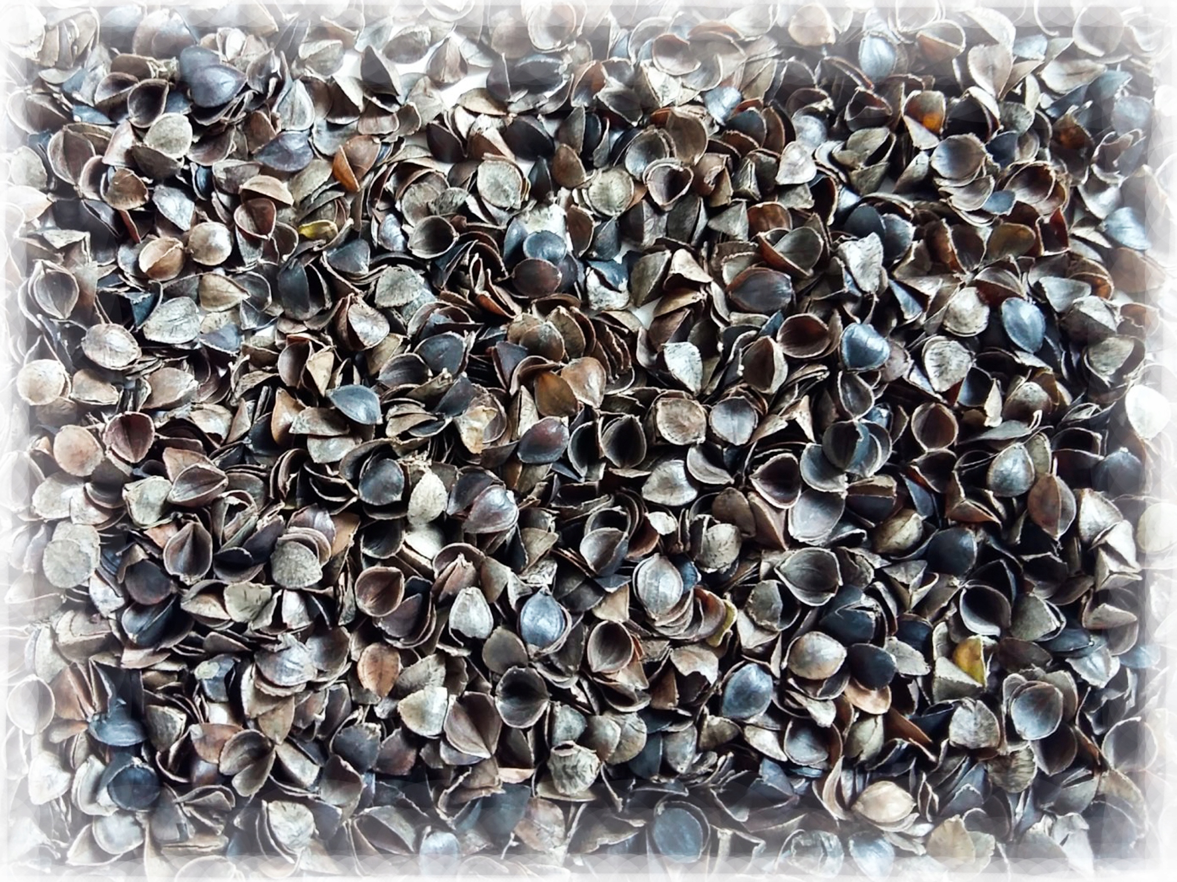 

Gryka łuska wypełnienie poduszek oczyszczona