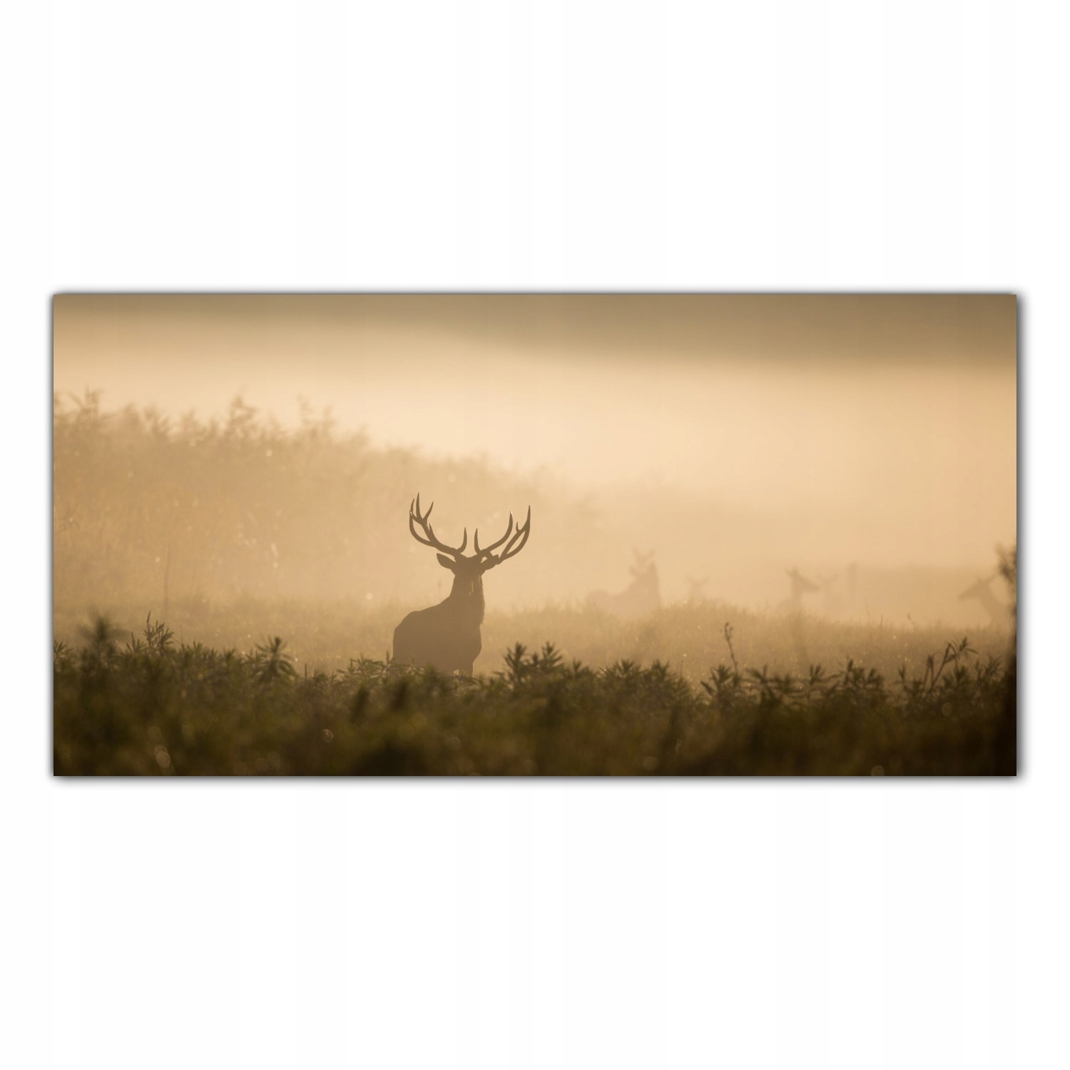 

Obraz na szkle Foto Jeleń Mgła Las Natura 140x70
