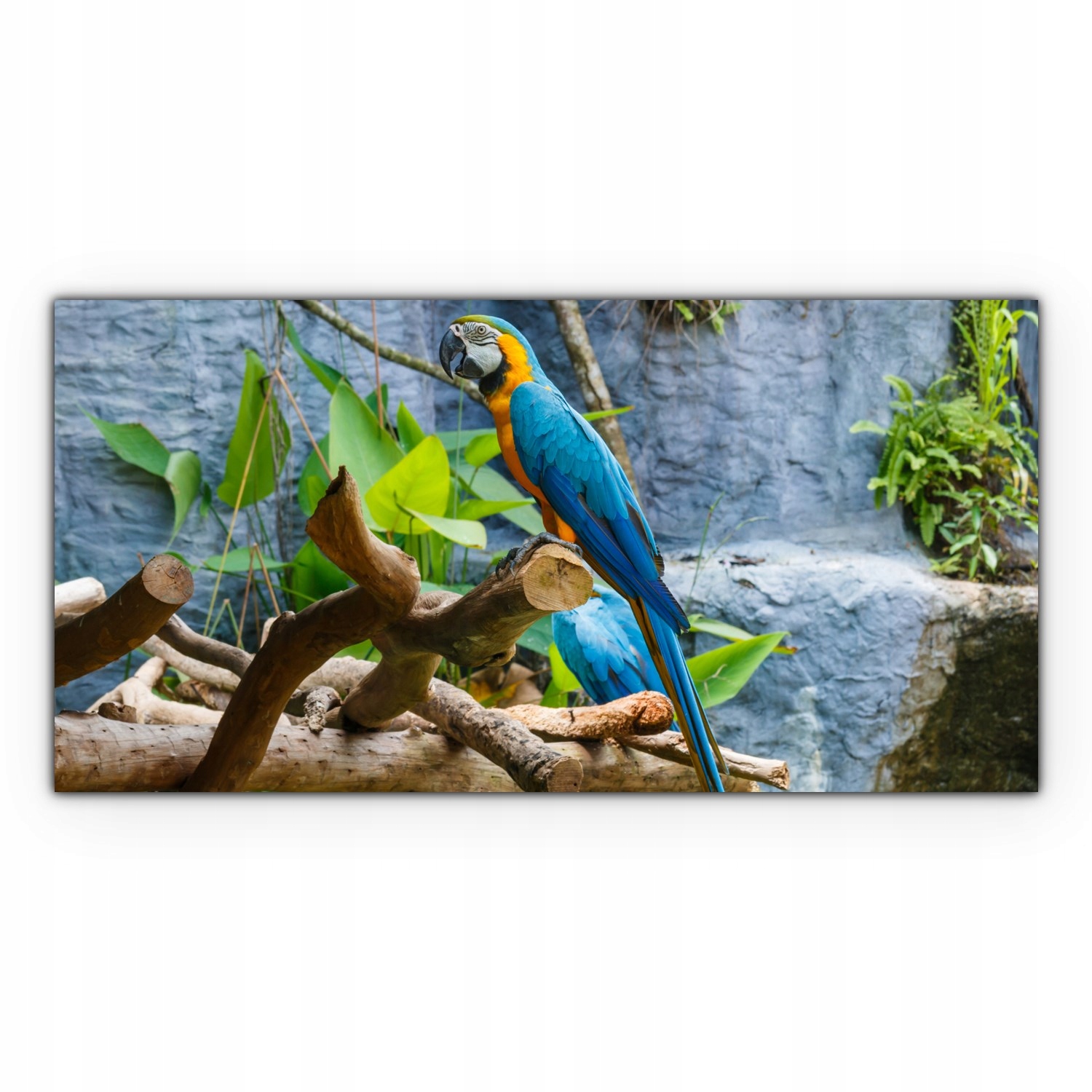 

Obraz na płótnie z foto 100x50 Papuga Ptak Natura