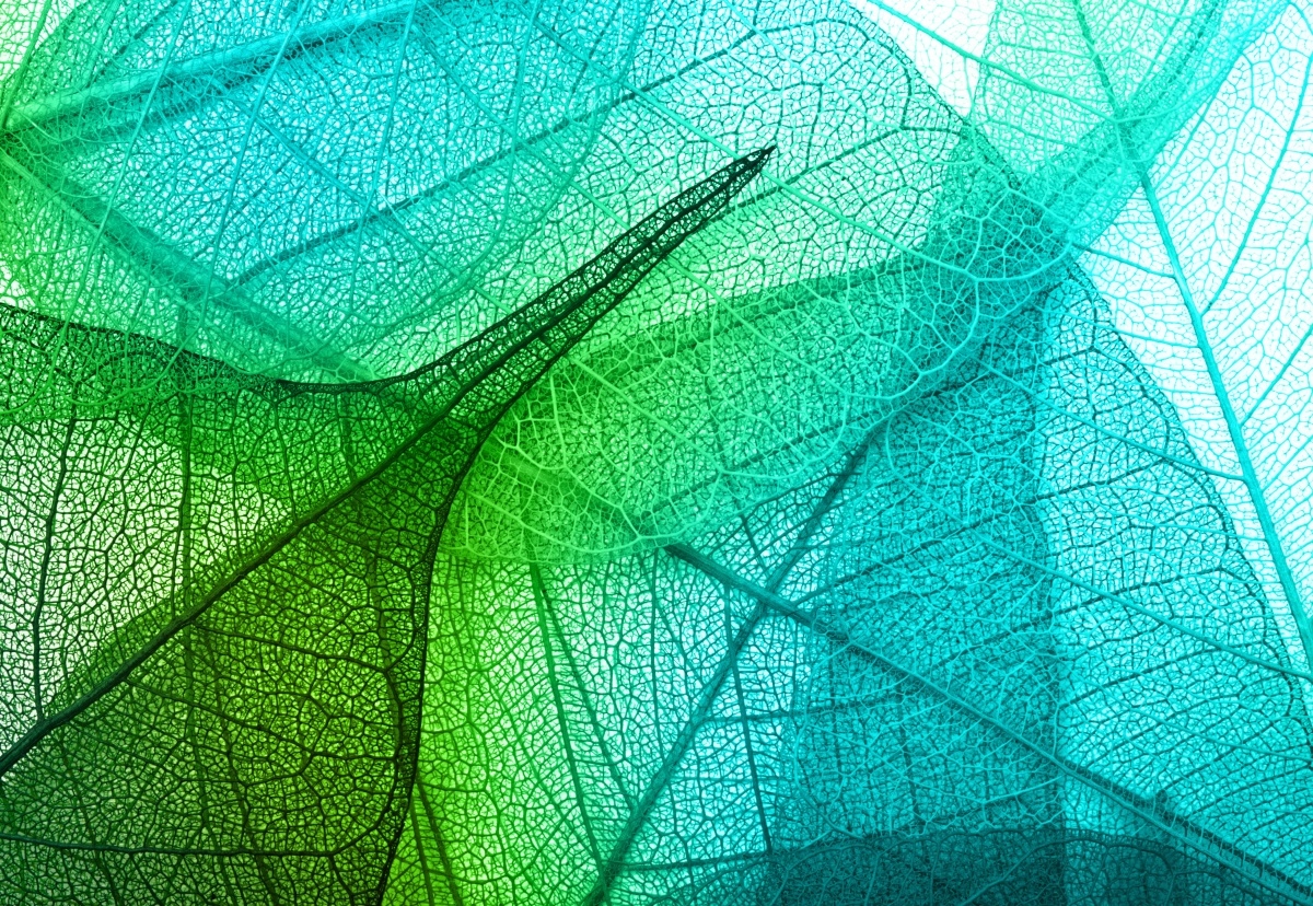 

Tapeta flizelinowa Liście Tekstura 152x104