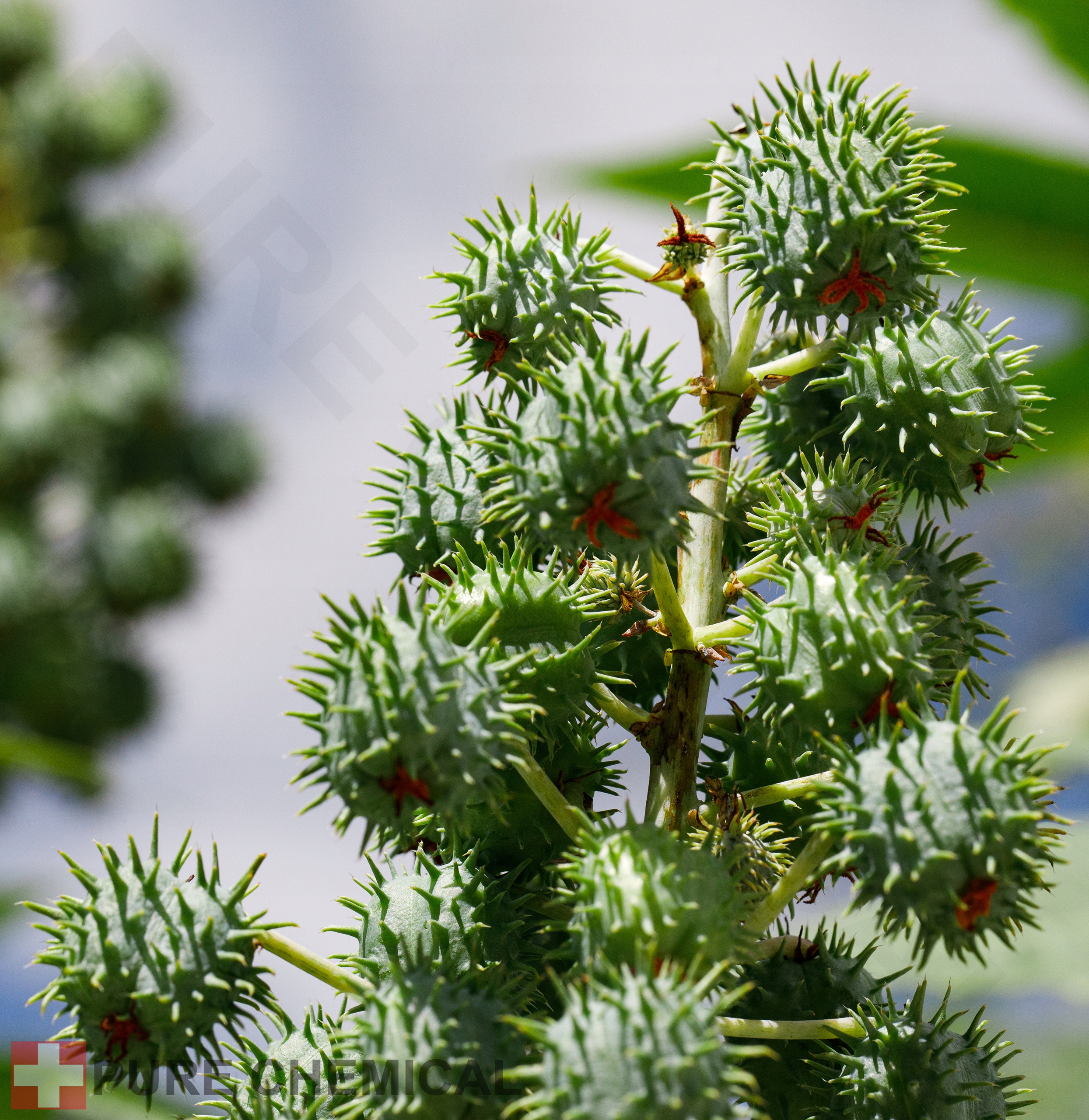 OLEJ RYCYNOWY NATURALNY NIERAFINOWANY 5L Marka inna marka