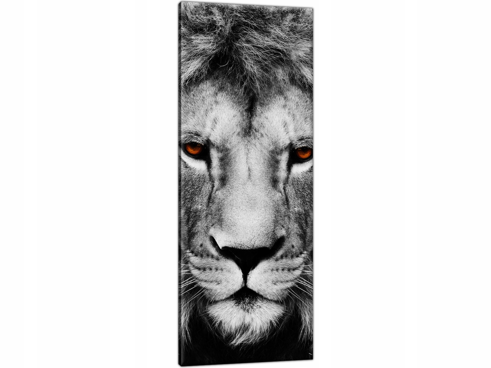 

Lew Obraz 40x100 prezent Tryptyk Obrazów na ścianę