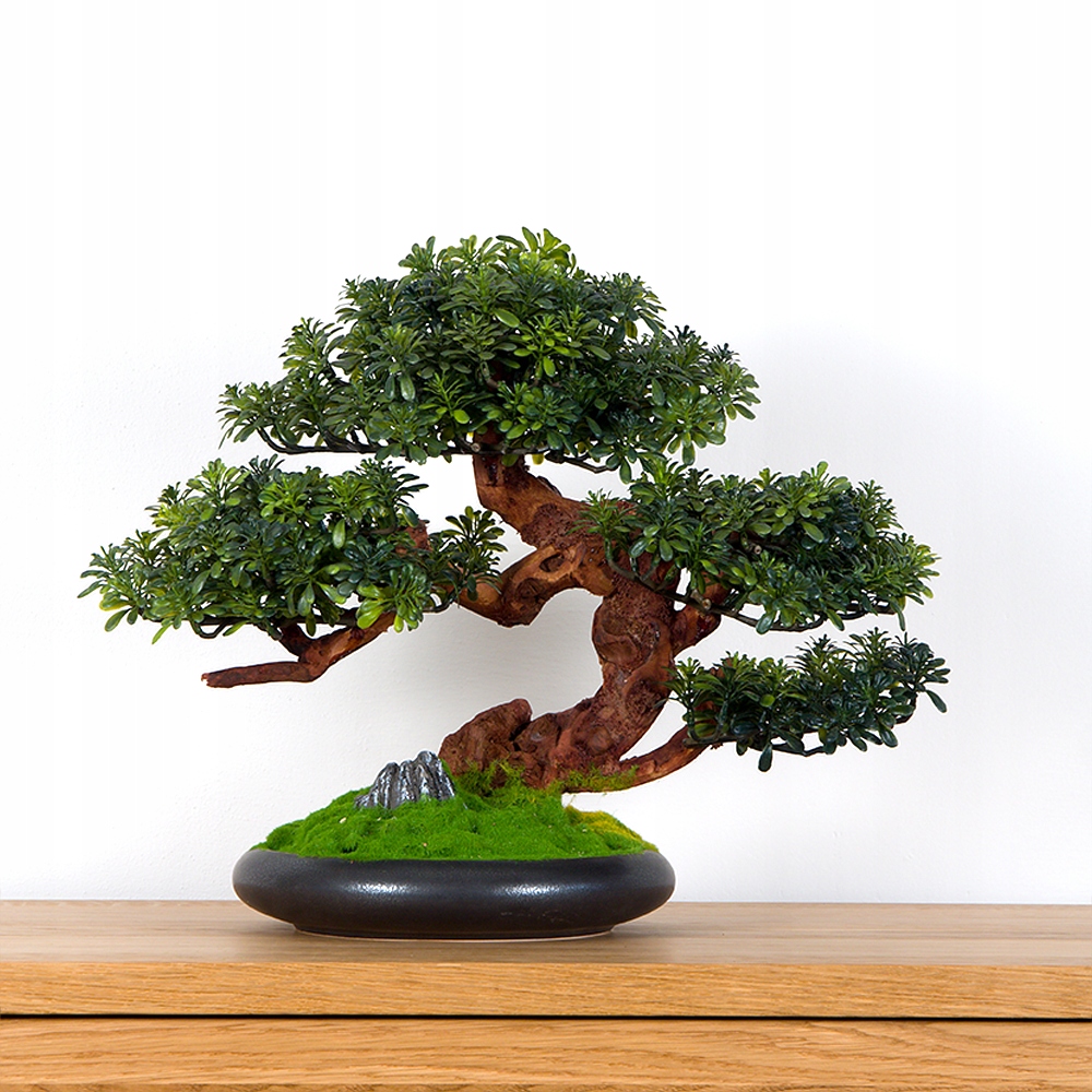 Pokojová dekorativní bonsai crassula, výška 37 cm (PN-70)